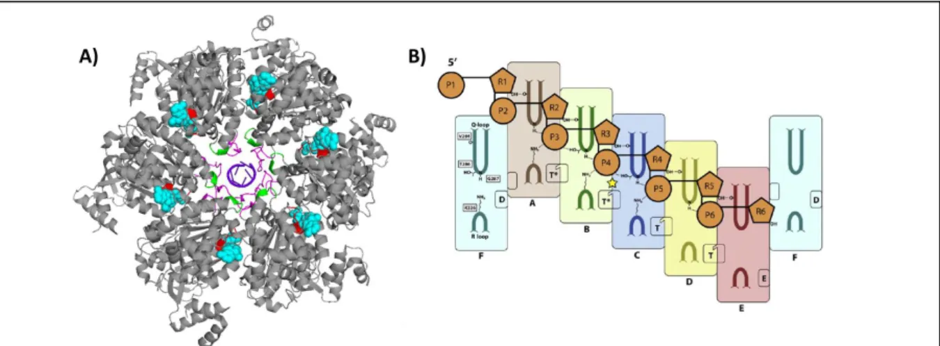 Figure 8 : Sites d’interaction secondaires aux ARN et de fixation de l’ATP du facteur  Rho