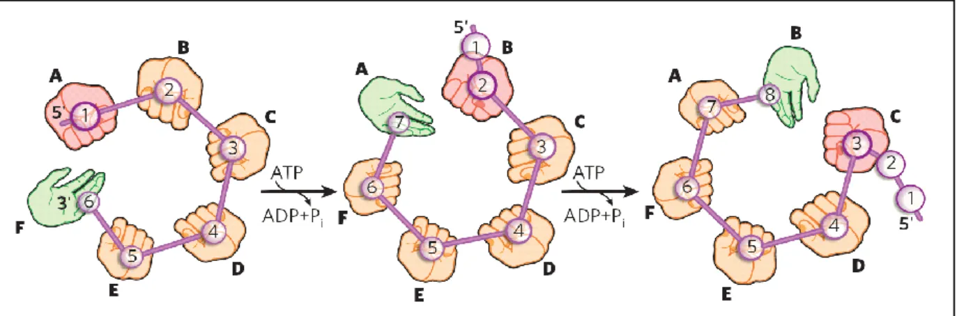 Figure 9 : Représentation schématique du modèle « The one nucleotide per ATP ». 