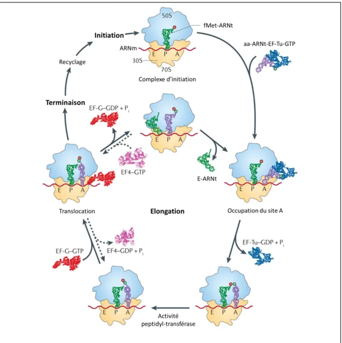 Figure 13 : Cycle de la traduction bactérienne d’après [19]. 