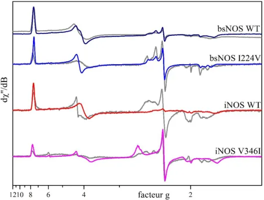 Figure 41- Spectres RPE bande X des complexes Fe III  en présence de H 4 B. 