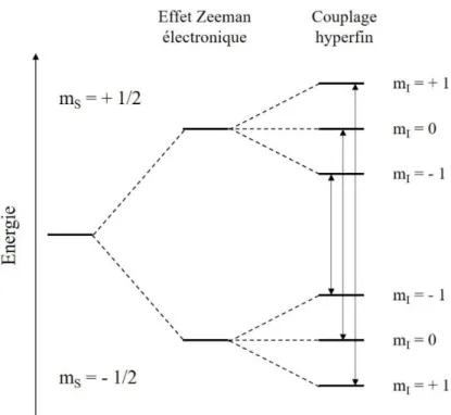 Figure 33- Niveaux d'énergie et transitions RPE permises pour un spin électronique S=1/2 en interaction hyperfine                    avec un noyau de spin I=1