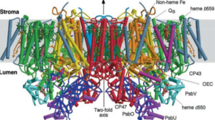 Figure 1.7 : Le photosystème II sous forme de dimère, d’après la structure cristallographique  à  3.5  Å  (pdb