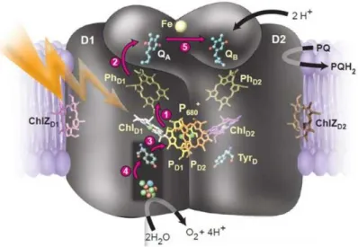 Figure 1.8 : Différentes étapes du transfert d’électron dans le PSII avec la chlorophylle (Chl), la  phéophytine (Ph), les quinones (Q A  et QB) et la plastoquinone (PQ) (Rutherford and Boussac  2004)