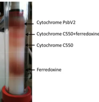 Figure  2.14  :  Séparation  de  protéines  solubles  sur  une  colonne  de  chromatographie  hydrophobe