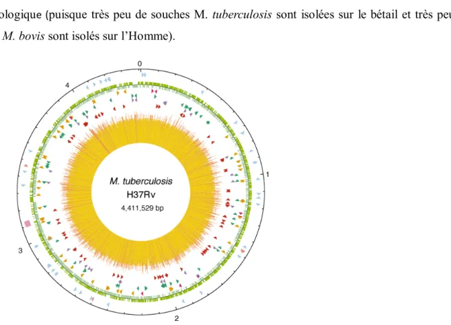 Figure 9 : Carte circulaire du chromosome de M. tuberculosis souche H37Rv.    0_début de la  réplication, 1 er  anneau de l'extérieur: positions des gènes des ARN stables (bleu-ARNt, rose - autres),  cube rose- région  de répétition  directe (CRISPR, Clust