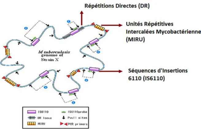 Figure 11 : Marqueurs de génotypage des  souches de  Mycobacterium tuberculosis (Barnes  and Cave 2003)