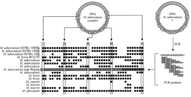 Figure 13 : Le spoligotypage (Bernes et al 2003)   1.3.3  Typage MIRU-VNTR 