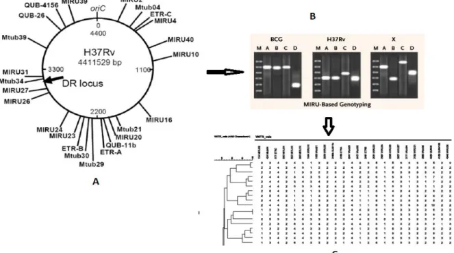 Figure 14  :  Méthode  de  génotypage  MIRU-VNTR,  A-loci  MIRU-VNTR  contenus  dans  le  génome  de  H37Rv,  B-  électrophorèse  sur  gel  d’agarose  d’amplicons  de  loci  VNTR  pour  3  souches  (BCG,  H37Rv,  X),  C-  interprétation  phylogénétique  de