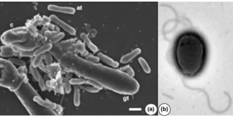 Figure 1 : Agrobacterium tumefaciens 