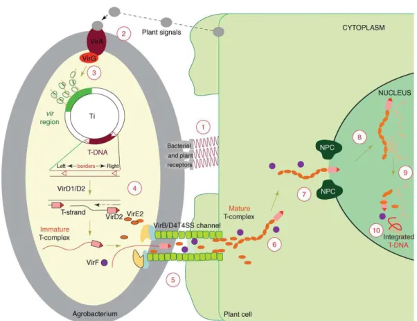 Figure 5: Représentation schématique du cycle infectieux d’A. tumefaciens 