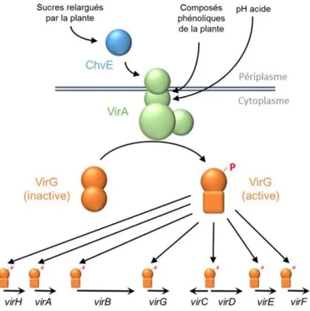 Figure 6 : La régulation des gènes de virulence par le système VirA/VirG et ChvE 