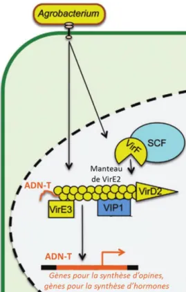 Figure 8 : Mécanisme d’intégration de l’ADN-T dans le génome de la cellule végétale et les protéines  impliquées dans ce processus 