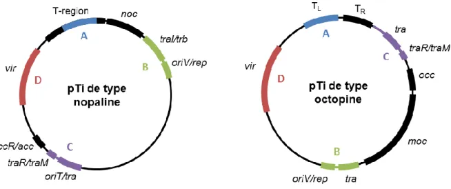 Figure 9 : Organisation fonctionnelle des plasmides Ti de type octopine et de type nopaline  Sur le pTi de type nopaline : noc, catabolisme de la nopaline; traI/trb, région de transfert ; oriV/rep, 