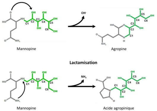 Figure 11 : Réactions simplifiées de lactonisation (haut) et de lactamisation (bas) de la mannopine  Les parties grises correspondent à l’acide aminé et les parties vertes à la partie sucre de l’opine