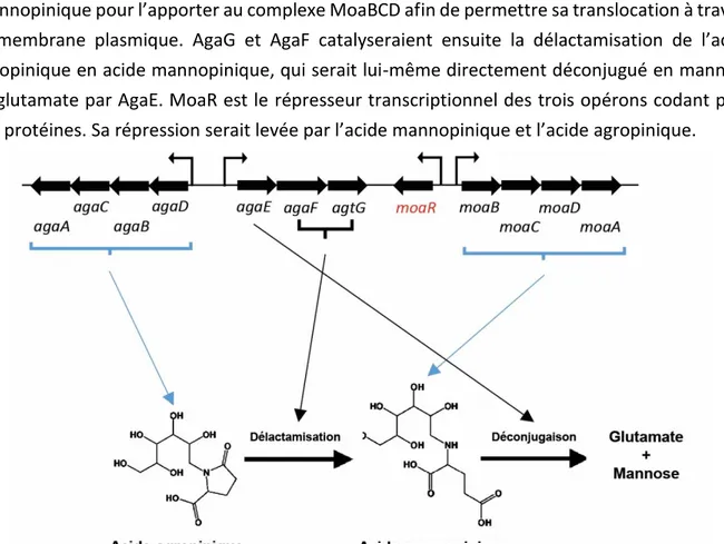 Figure 14 : Opérons responsables du transport et du catabolisme de l’acide mannopinique et de l’acide  agropinique 