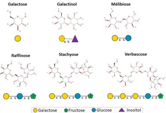 Figure 17 : Structures chimiques des RFO, du galactinol et du mélibiose 