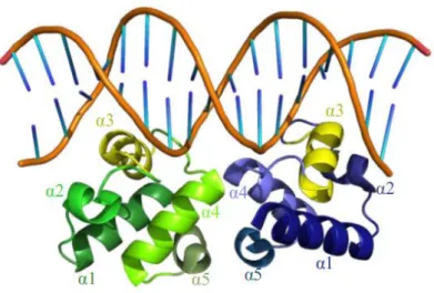 Figure 18 : Structure de deux domaines HTH fixés sur un ADN cible. 