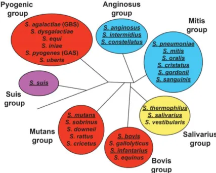 Figure 31 : Classification des voies de compétence chez les Streptocoques (S HANKER  et al