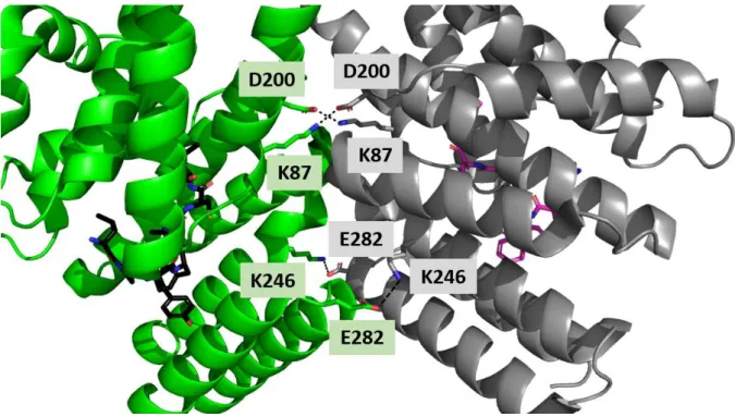 Figure 35 : Zoom sur la zone de dimérisation dans le complexe ComR Sth /XIP/ADN (Code PDB : 5JUF)