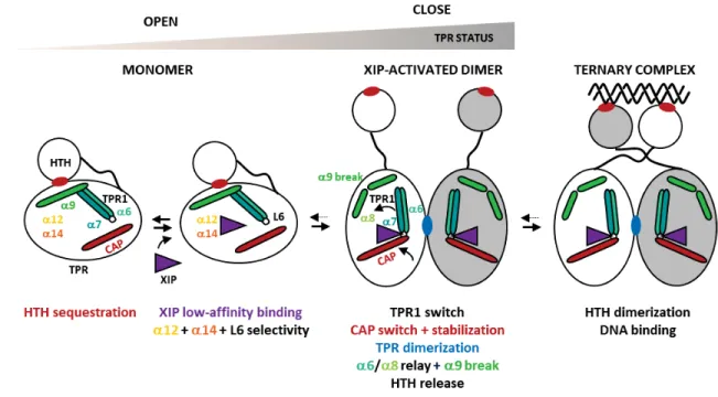 Figure 6: Schematic drawing of the proposed XIP-driven activation mechanism of ComR. 