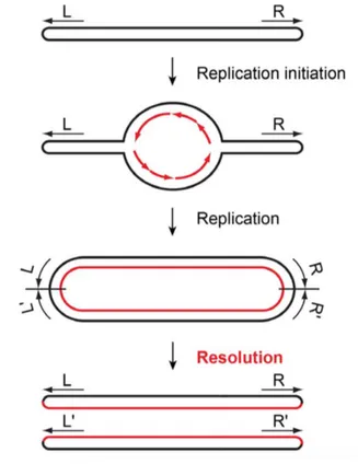 Figure   6   :   Principe   de   la   réplication   des   ADN   linéaires   à   télomères   en   épingle   à    cheveux   (Shi   et   al,   2013)   
