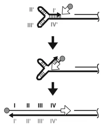 Figure   8   :   Mécanisme   de   synthèse   de   la   fin   du   brin   tardif   chez   Streptomyces   (Chen,    2007)