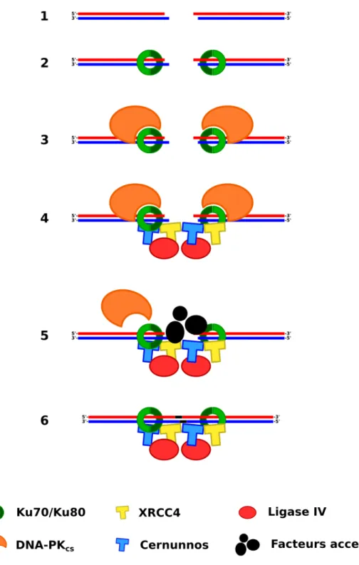 Figure   9   :   La   voie   NHEJ   de   réparation   des   cassures   double-­‐brin   de   l’ADN   (inspiré   de    Grundy   et   al,   2014)   