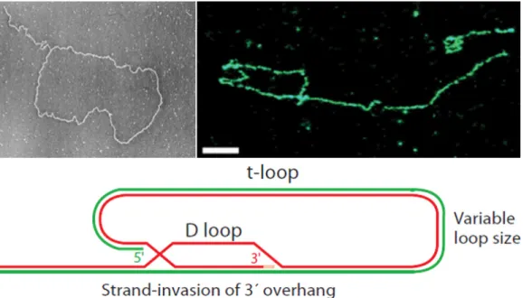 Figure   17   :   La   t-­‐loop.   En   haut   à   gauche,   cliché   de   microscopie   électronique   (Griffith   et    al,   1999)