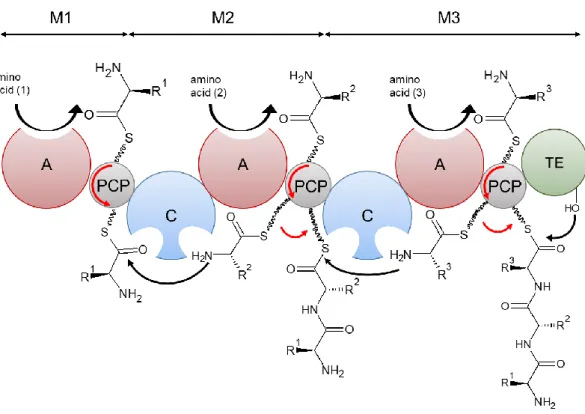 Figure 9: NRPS biosynthesis model  