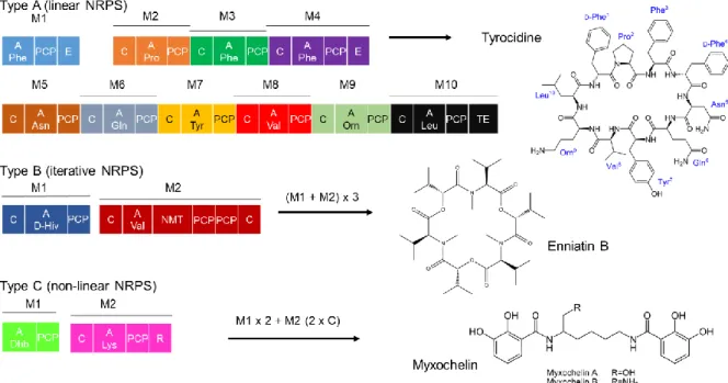 Figure 10: The different NRPS categories 