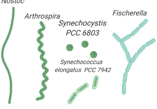 Figure  1  |  Diversity  of  cell  morphology  in  Cyanobacteria.  Schematic  representations  of  filamentous  cyanobacteria  Nostoc  (subsection  IV),  Arthrospira  (subsection  III)  and  Fischerella  (subsection V) are shown
