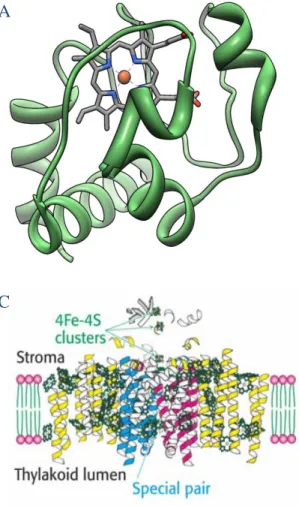 Figure 1 : Exemples de coordination du fer dans ces protéines. 
