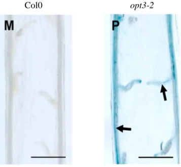 Figure 8 : Le transporteur AtOPT3 est impliqué dans la distribution du fer à l’embryon  Coloration du Fe 3+  à l’aide de la coloration Perl’s chez le WT et le mutant opt3-2   (Tirée de Stacey et al., 2008) 