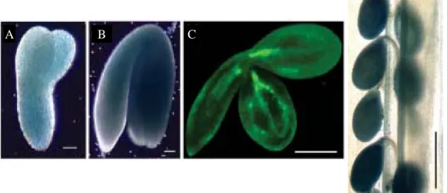 Figure 11 : Patron d’expression du gène AtVIT1 mise en évidence par coloration GUS (A, B et  D)  et  par  imagerie  de  la  fluorescence  de  «ImaGene  Green™  C 12 FDGlcU»  (C)