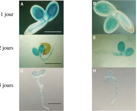 Figure  13  :  Patrons  d’expression  des  gènes  AtNRAMP3  et  AtNRAMP4  mise  en  évidence  par  coloration GUS