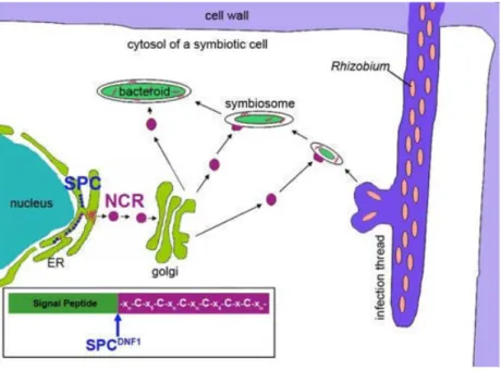 Figure 7. NCR-mediated differentiation of E-morphotype bacteroids in IRLC legumes 