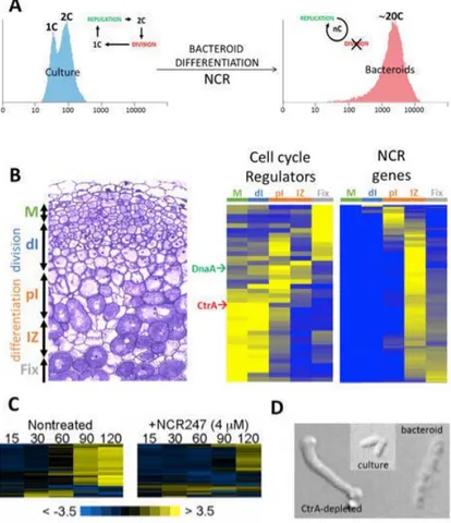 Figure 8. Cell cycle deregulation induced by NCR peptides leading to polyploid bacteroids 