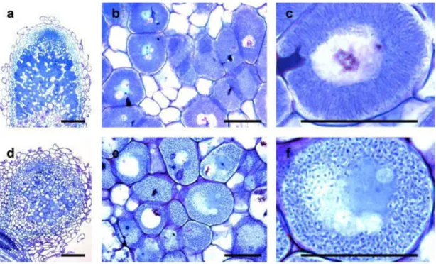 Figure 9. BacA is required for bacteroid differentiation in Medicago 