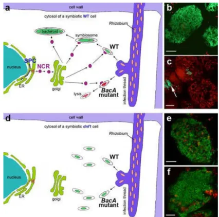 Figure 10. BacA is required for survival in the symbiotic nodule cells 