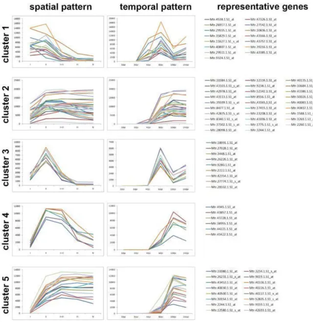 Figure 17. Representative clusters of spatial and temporal NCR expression profiles 