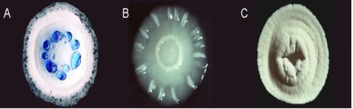 Figure 1. 3. Optical pictures of isolated colonies of wild-type S. coelicolor (A), a bldH  mutant  with  no  aerial  hyphae  (B),  and  a  whi  mutant  with  white  colour  of  the  aerial  hyphae (C) The blue drops are the antibiotic actinorhodin produced
