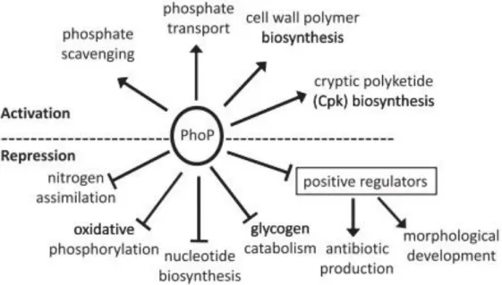 Figure  1.  14.  Pathways  and  biological  processes  controlled  by  the  two-component  system PhoR/PhoP in condition of phosphate limitation (Allenby et al., 2012)
