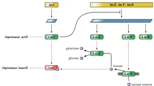 Figure 0.1. – Couplage entre régulation génétique et métabolisme : exemple de l’opé- l’opé-ron lactose chez Escherichia coli