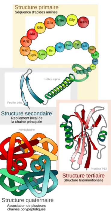 Figure 1.6. – Niveaux de structure communément considérés chez les protéines. La structure quaternaire correspond à la notion de complexe protéique.