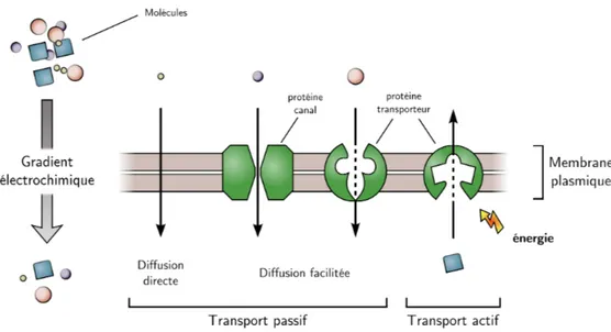 Figure 1.10. – Les différents types de transport cellulaire.