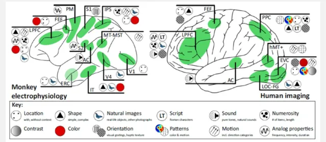 Illustration of major cortical areas exhibiting stimulus-selective activity during working memory delay periods in the macaque  (left) and human brain (right)
