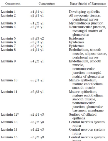 Figure  9  :  Description  de  la  composition  des  principales  laminines  des  lames  basales  et  leurs  localisations tissulaires (Hallmann et al 2005)
