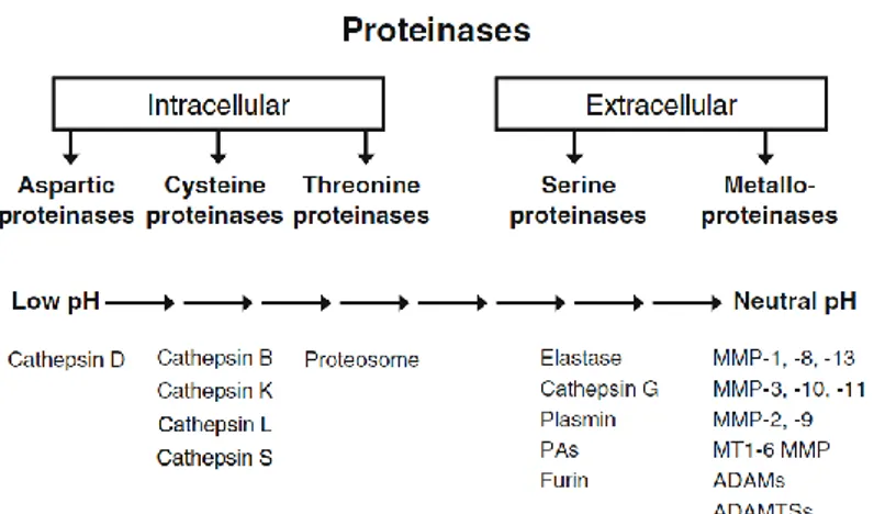 Figure 16  :  cinq  classes  de  protéases,  trois  dont  l’action  est  principalement  intracellulaire  (aspartate,  cystéine,  thréonine)  et  deux  à  action  prédominante  extracellulaire