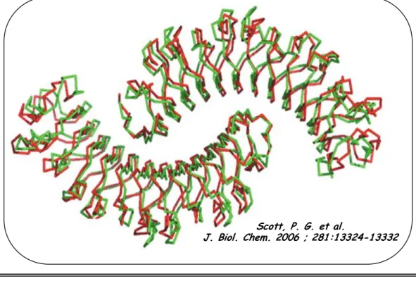 Figure 15b: Superposition des structures de la décorine et du biglycan