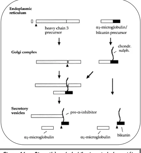 Figure 16 c: Biosynthèse de la bikunine et de la protéine  pre- α -inhibitor contenant la bikunine